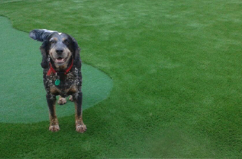 Big Dog on Artificial Grass