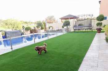Dog on Artificial Grass Next to a Pool