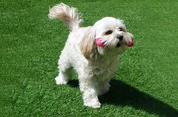 Small Dog With a Toy on Artificial Grass