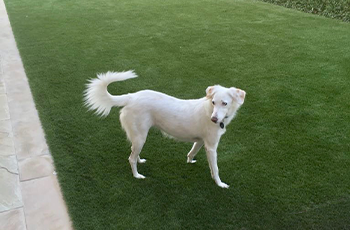 Big Dog With a Toy on Artificial Grass