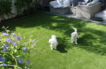 two-white-dogs-artificial-grass