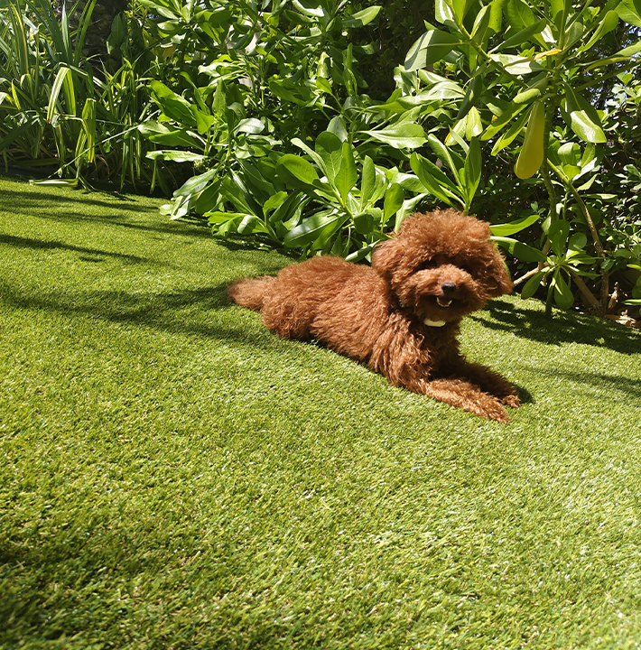 artificial grass dog
