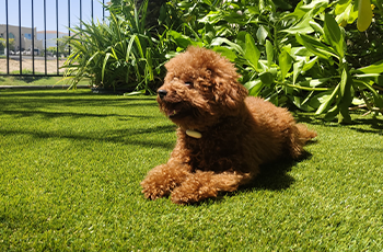 artificial grass dog